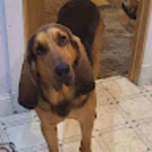 Meet your Posher, Donald